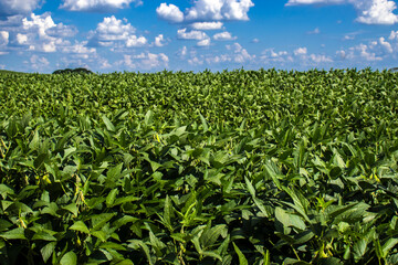 Lush green soybean field under a brilliant blue sky. Detail of healthy soy plants in a vast agricultural plantation, symbolizing growth, agribusiness, and the source of healthy food production
