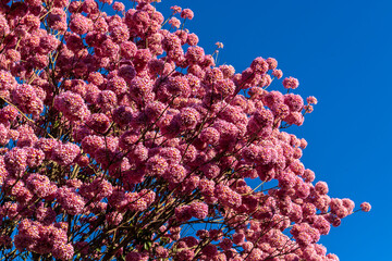 Pink Ipe with scientific name Handroanthus heptaphyllus in Brazil. Close up of beautiful Pink Trumpet Tree , Tabebuia rosea in full bloom