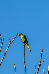 maritacas (Pionus) or brazilian parrots landed on a dry tree in Brazil