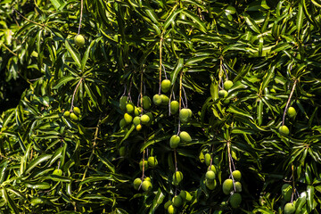 Mango is the fruit of the mango tree (Mangifera indica L.), a fruit tree from the Anacardiaceae family, native to South and Southeast Asia. It was successfully introduced in Brazil,