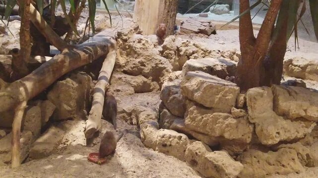 dead tree in the desert