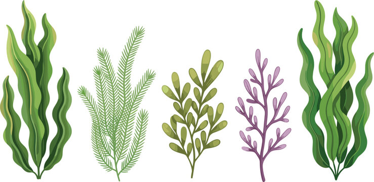 Underwater seaweed and aquatic ocean plants collection with green kelp and purple algae branches isolated on white background for marine nature design.