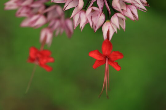 Clerodendrum Speciosum (the glory tree or flaming glorybower) is an attractive, rare and unusual evergreen tropical shrub with heart-shaped leaves and clusters of red flowers with pinky-white bracts.