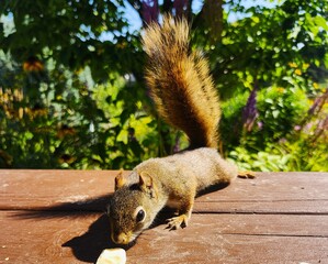 squirrel in the park © Lesya