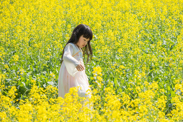 Fototapeta premium A girl in Hanfu in a spring rapeseed flower field