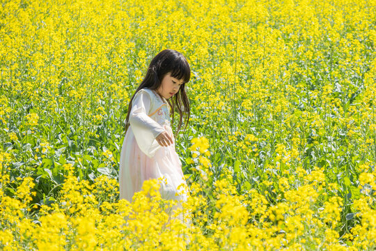 A girl in Hanfu in a spring rapeseed flower field