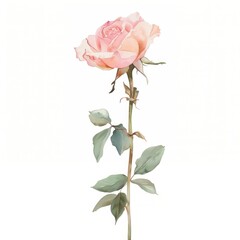 Obraz premium Pastel coquette rose illustration watercolor flower.