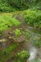 白馬村親海（およみ）湿原姫川源流の梅花藻 © 義之 古川