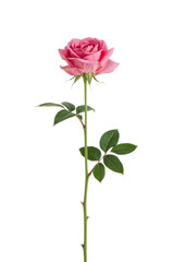 A delicate pink rose with green leaves and stem, captured in a studio portrait against a pure white background