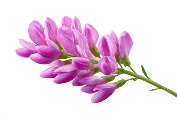 Obraz premium Delicate pink flower bloom against white background
