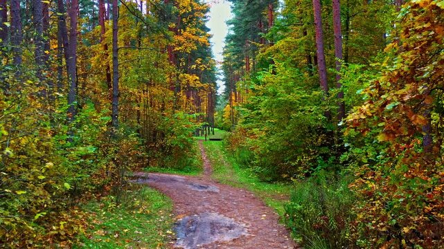 Autumn forest path splitting into two directions, symbolizing choice and new journeys