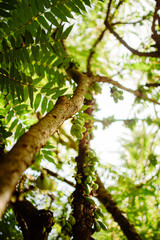 Bilimbi Fruit Cluster on Branch, Tropical Tree Close-Up