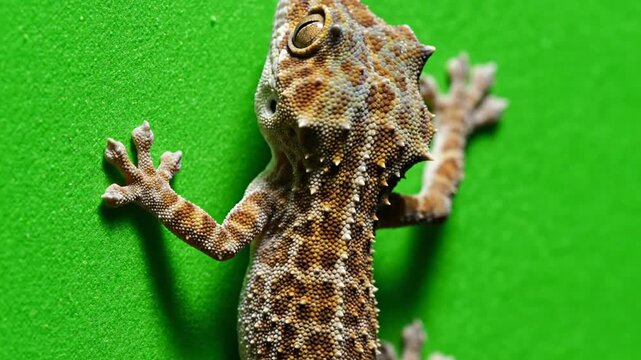 A close-up shot of a small, brown and tan patterned gecko with textured skin and large eyes, clinging to a bright green wall or surface.