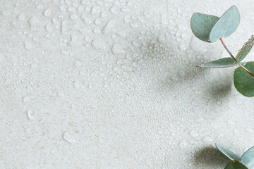 水滴のついた瑞々しいユーカリの葉　爽やかな植物の背景素材　コピースペース