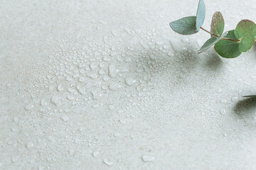 水滴のついた瑞々しいユーカリの葉　爽やかな植物の背景素材　コピースペース