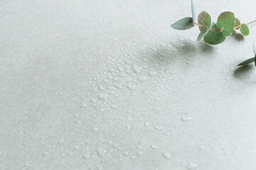 水滴のついた瑞々しいユーカリの葉　爽やかな植物の背景素材　コピースペース