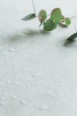 水滴のついた瑞々しいユーカリの葉　爽やかな植物の背景素材　コピースペース