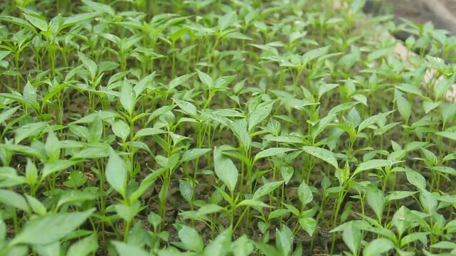 Young Chili (Capsicum annuum) Seedlings Growing in Nursery Polybags. This high-quality image features a thriving collection of young chili seedlings, scientifically classified as Capsicum annuum from 