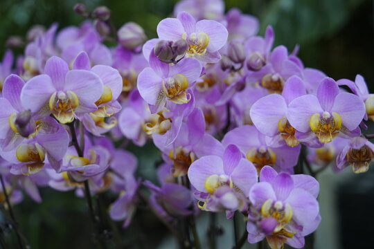Orchids are in full bloom, colorful and vibrant