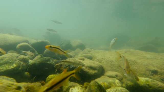 한국,강,물고기,물고기떼,납자루떼,납자루,하천,강,수중촬영,Korea, fish, herds of fish, naphirut, naphiru, naphiru, river, river, underwater shooting