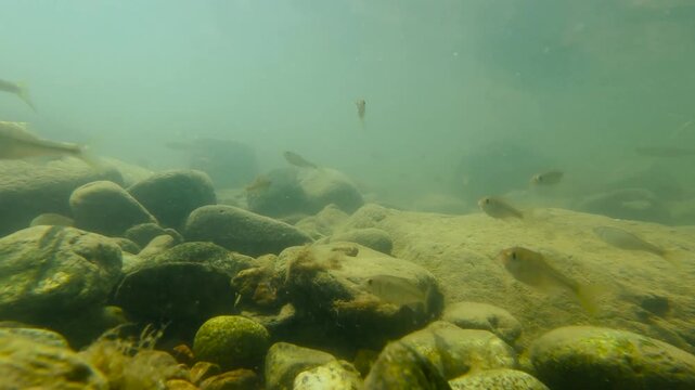 한국,강,물고기,물고기떼,납자루떼,납자루,하천,강,수중촬영,Korea, fish, herds of fish, naphirut, naphiru, naphiru, river, river, underwater shooting
