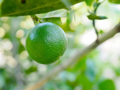 Fresh, green lemons on the lemon tree. These are lemons I grew myself naturally.
