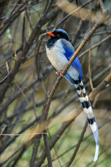 Red-billed blue magpie