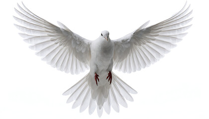 Obraz premium White dove flying with wings spread wide in soft light symbolizing peace and freedom
