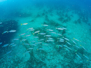 Obraz premium ブリ, Yellowtail, Seriola quinqueradiata, アジ科, イナダ, 幼魚yg, 他。 ヒリゾ浜南伊豆町中木 静岡県伊豆半島-2025 日本有数のシュノーケリングスポット。 夏の数カ月間だけ渡し船で行ける。 水質透明度魚影が素晴らしい。 