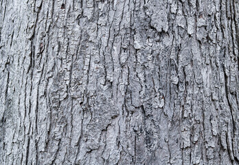 Closeup of a tree bark texture featuring a deep, irregular vertical pattern. High-quality organic texture of timber, suitable for architectural backgrounds and nature-inspired digital art.