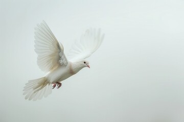 Fototapeta premium Dove fly animal pigeon bird.