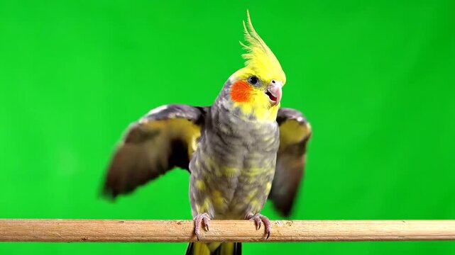 A cockatiel bird with a yellow crest and grey body sits on a wooden perch with its wings slightly spread against a green screen background.