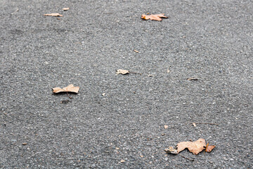 Fototapeta premium A wide expanse of asphalt pavement scattered with a few crisp, brown autumn leaves.