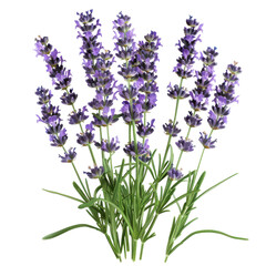 Obraz premium Vibrant lavender sprigs a close-up bouquet of purple flowers and green foliage isolated on white background