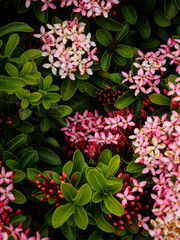 Naklejka premium A portrait view of a lush cluster of pink Ixora flowers, also known as Jungle Geranium, nestled among vibrant green oval leaves.
