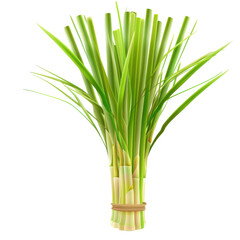 Obraz premium Fresh lemongrass bunch with detailed stems and leaves isolated on white background