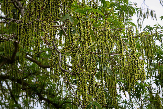 Detailed view of a beautiful tree background or wallpaper.