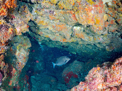 ニザダイ, 
ナミマツカサ, 
ミナミハタンポ, 
英名学名：
Sawtail, Prionurus scalprum, ニザダイ科,
Bigscale soldierfish, Myripristis kochiensis, イットウダイ科,
Black-Stripe Sweeper, Pempheris schwenkii, ハタンポ科,
他。
ヒリゾ浜南伊豆町中木
静岡県伊豆半島-2025
