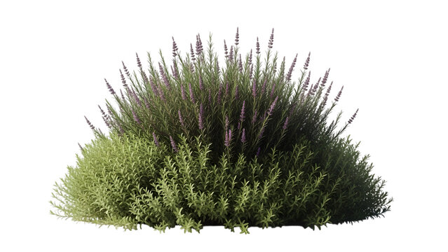A green bushy plant isolated on transparent background
