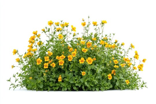 Pansy flowers bush plant arrangement vegetation.