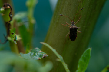 Fototapeta premium Macro photograph of a small brown insect clinging to a green plant stem. Soft natural lighting and shallow focus emphasize texture, camouflage, and tropical garden ecosystem detail.