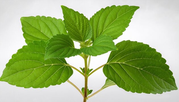Pogostemon Cablin Blanco Benth Or Patchouli Branch Green Leaves On Transparent Background