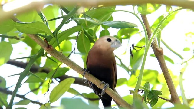 Lonchura maja bird, also known as White-headed Munia perched on its nest