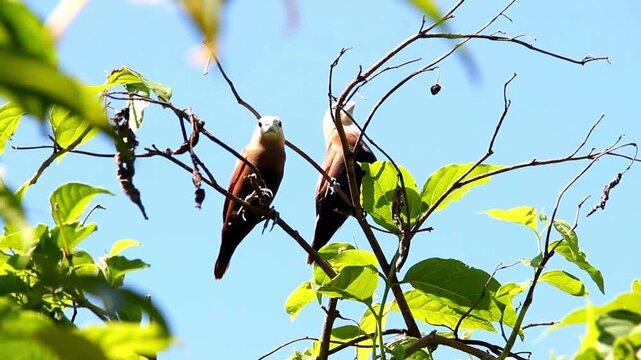 Lonchura maja bird, also known as White-headed Munia perched on its nest with blue sky background