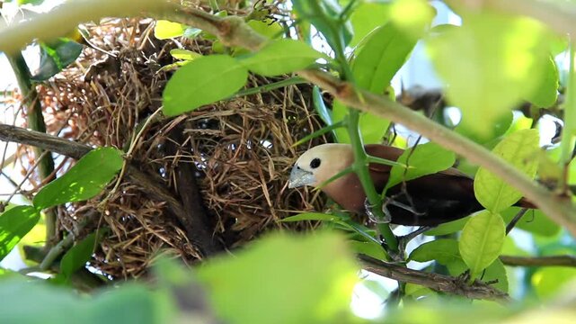Lonchura maja bird, also known as White-headed Munia perched on its nest