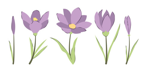 Crocus Flowers Collection in Trendy Flat Style Isolated on White Background. Spring Purple or Violet Flowers Crocuses. Spring Time Elements Stickers for Greeting Cards Banners Backdrops Advertising
