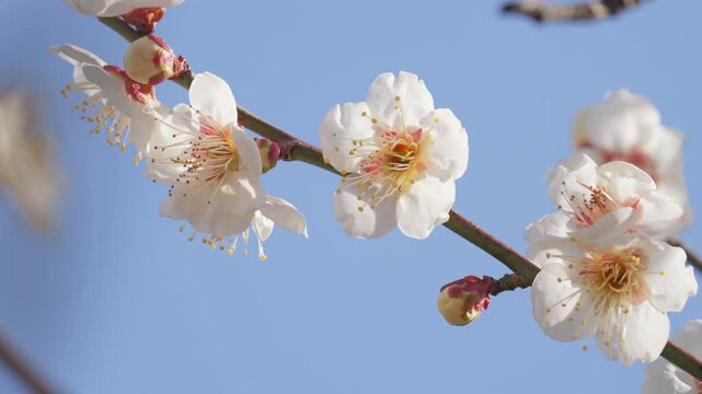 White Plum Blossoms Against Blue Sky, Spring Flower Close-Up