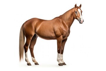 Naklejka premium American quarter horse stallion mammal animal.