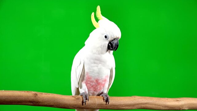 A white cockatoo with a yellow crest perched on a wooden branch against a vibrant green screen.