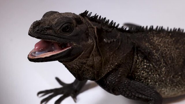 Close Up of a Black Hydrosaurus Lizard Opening Its Mouth